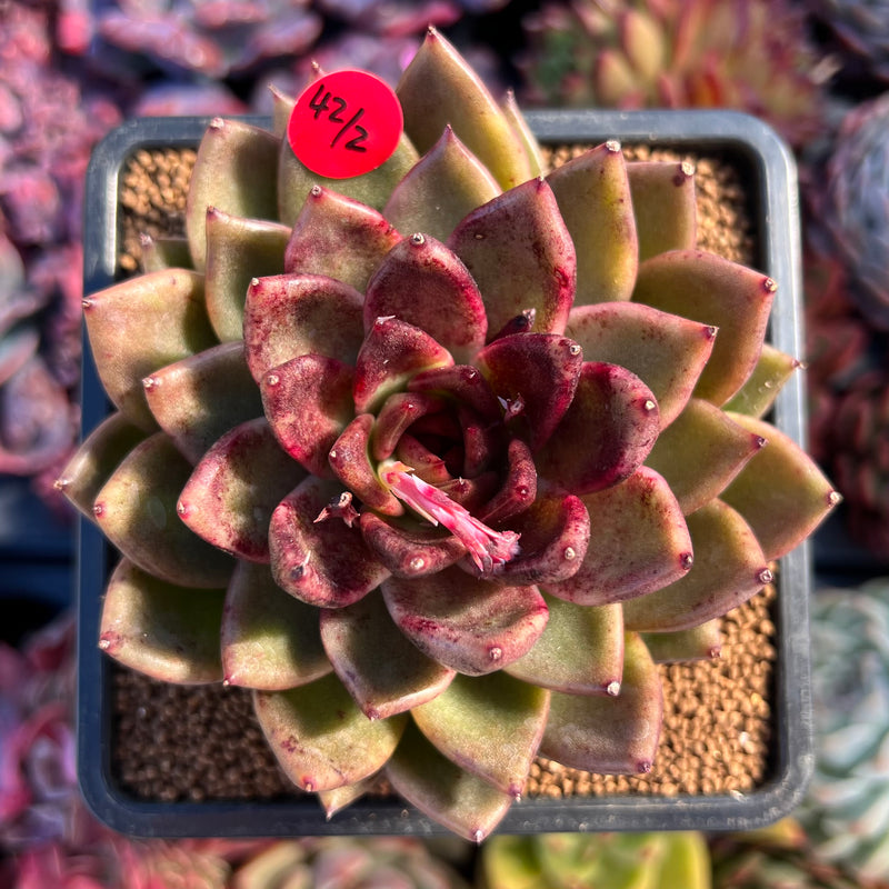 blood rose succulent Echeveria Agavoides 'Black Rose' 3" Succulent Plant – True Succulents Plant  Co