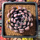 succuplanty92.jpeg