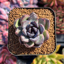 succuplanty96.jpeg