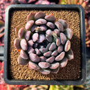 succuplanty98.jpeg