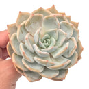 Echeveria ‘Tiramisu’ Hybrid 4" Succulent Plant