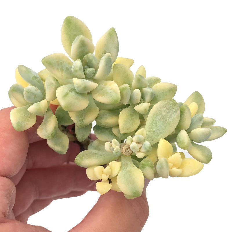 Graptoveria 'Titubans' Variegated 3" Rare Succulent Plant