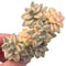 Graptoveria Titubans Variegated Cluster 3”-4” Rare Succulent Plant