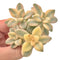Graptoveria 'Titubans' Variegated Cluster 3" Succulent Plant