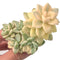 Graptoveria 'Titubans' Variegated Cluster 3"-4" Rare Succulent Plant
