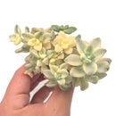 Graptoveria 'Titubans' Variegated Cluster 4" Rare Succulent Plant