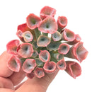 Echeveria 'Trumpet Pinky' Super Clone 3" Succulent Plant