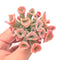 Echeveria 'Trumpet Pinky' 3" Succulent Plant